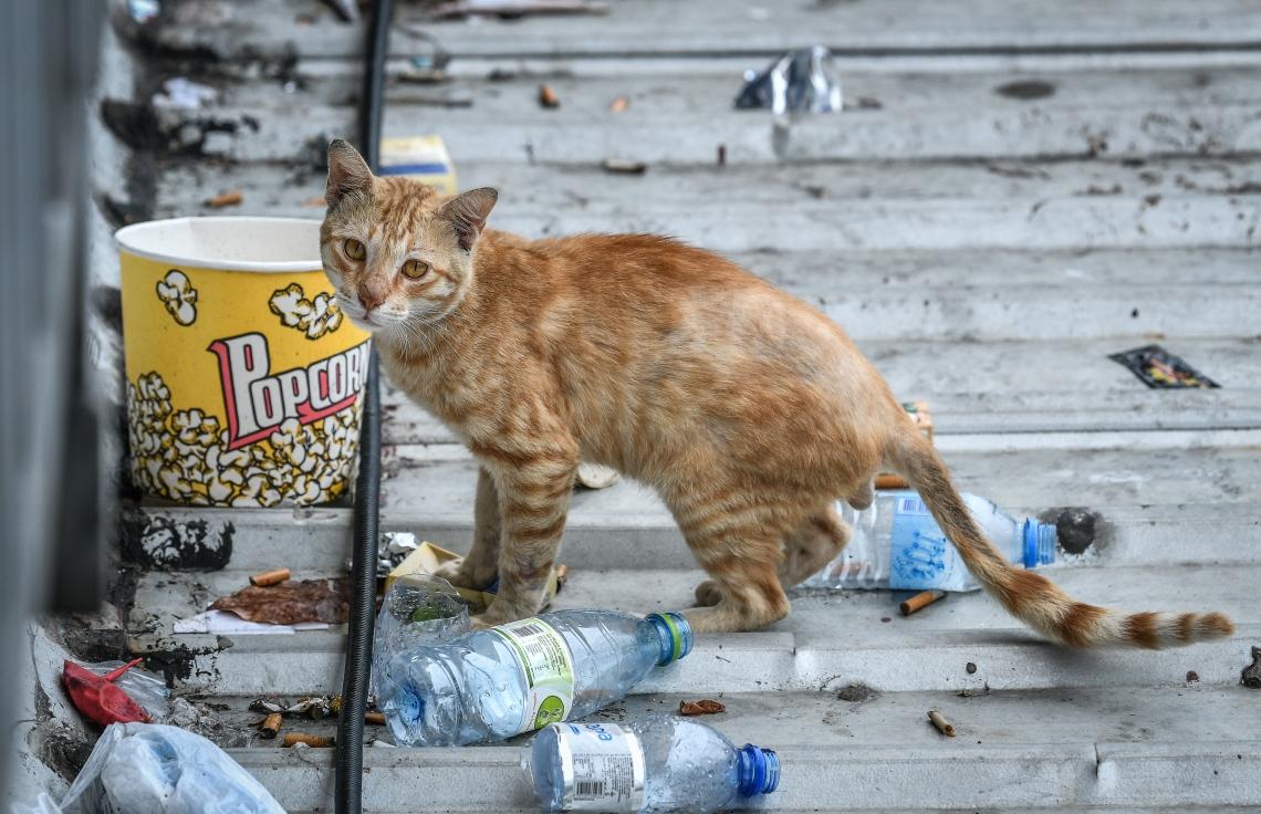 Male’ City Council Updates on Cat Shelter Development in Hulhumale’