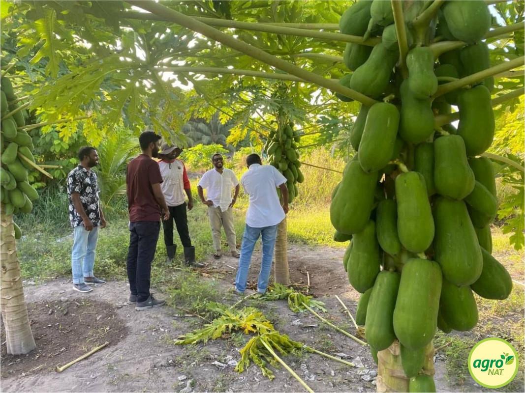 ޖަޕާނުގައި ދަނޑުވެރިކަން ކިޔެވުމުގެ ފުރުޞަތު ހުޅުވާލައިފި 
