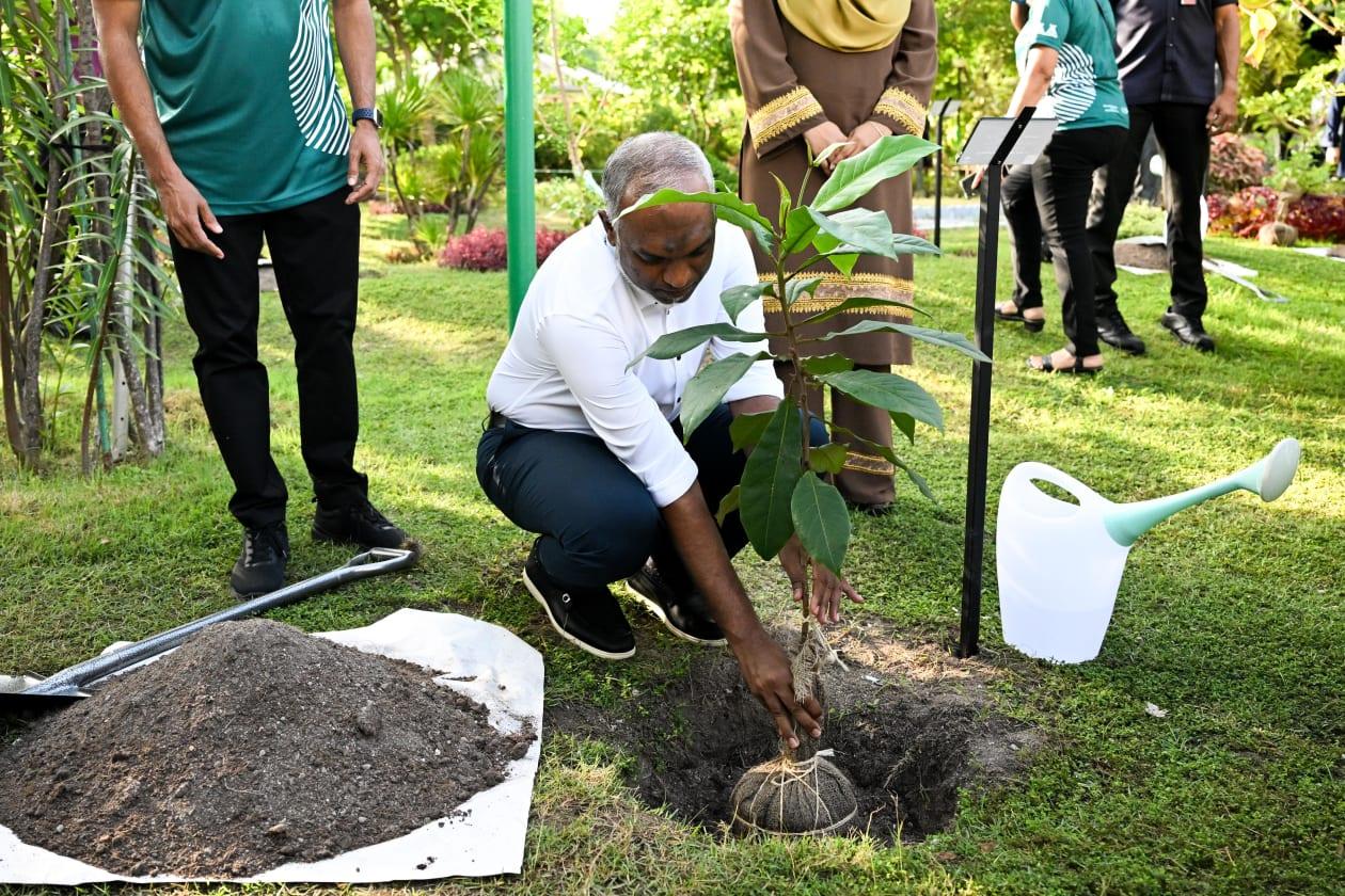 އެޗްޑީސީންވެސް 1 މިލިއަން ގަސް އިންދަން ނިންމައިފި 