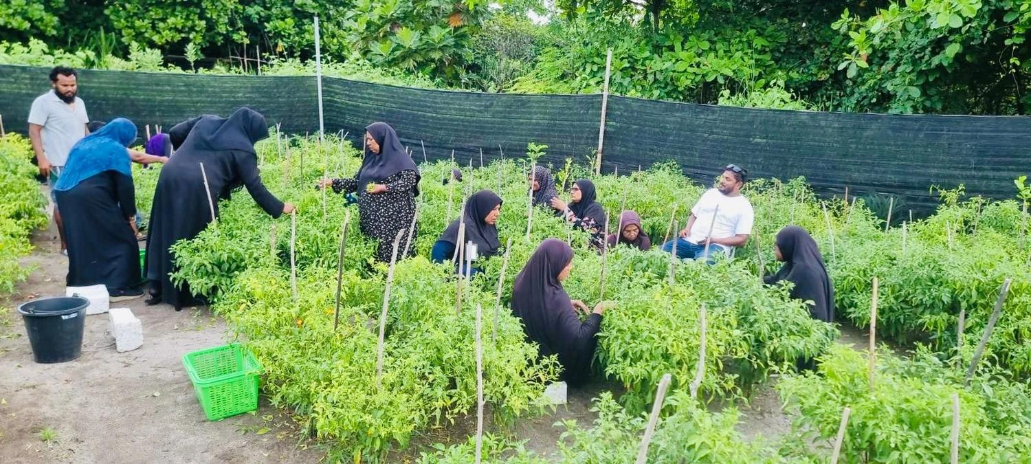 ދަނޑުވެރިކަމަށް ޗައިނާއިން ދިން އެހީ ހަވާލުކުރުމަށް ހަމަޖެހިފައިވަނީ އަތޮޅު، އަދި ސިޓީ ކައުންސިލްތަކަށް