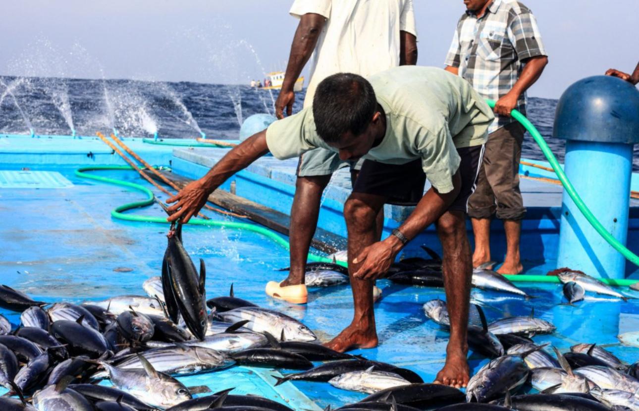 މަސްވެރިންނަށް މިހާރު ލޯނަށް އެދެވޭނެ 