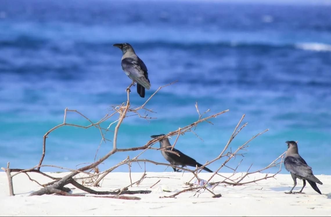 އެންމެ ފުރަތަމަ ކުރަންވީ ކަމަކީ ވާލާއި ކާޅުގެ އަދަދު ބެލުން - އީޕީއޭ 