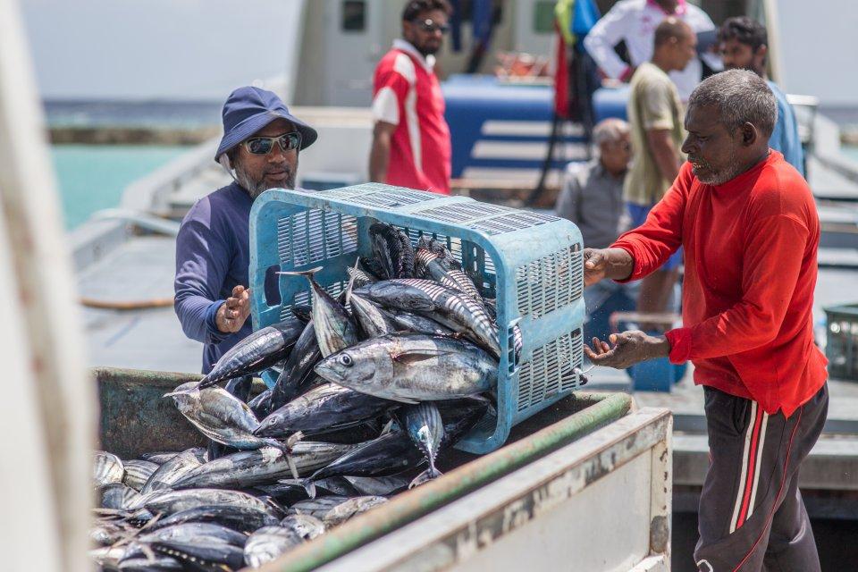 "މަސް ބަންދުކުރާ ކާރުހާނާގެ މަސައްކަތް ނިމުމުން ބޮޑު ނަފާވެރިކަމެއް ހޯދޭނެ"