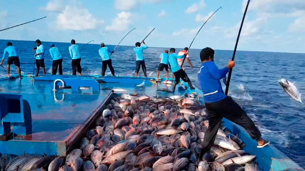 މިއަހަރުގެ ފުރަތަމަ 8 މަސްދުވަހު ރާއްޖޭގެ މަސް އެކްސްޕޯޓް %90 އަށްވުރެ އިތުރުވެއްޖެ