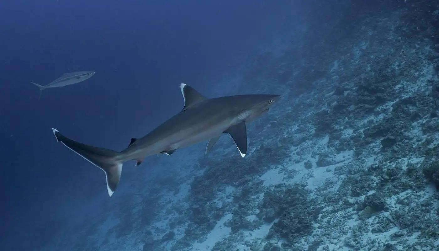 ކަށި މިޔަރުގެ މަސްވެރިކަމުގެ ލައިސެންސް ލިބޭނީ ފުރަތަމަ ހުށަހަޅާ 40 ދޯންޏަށް