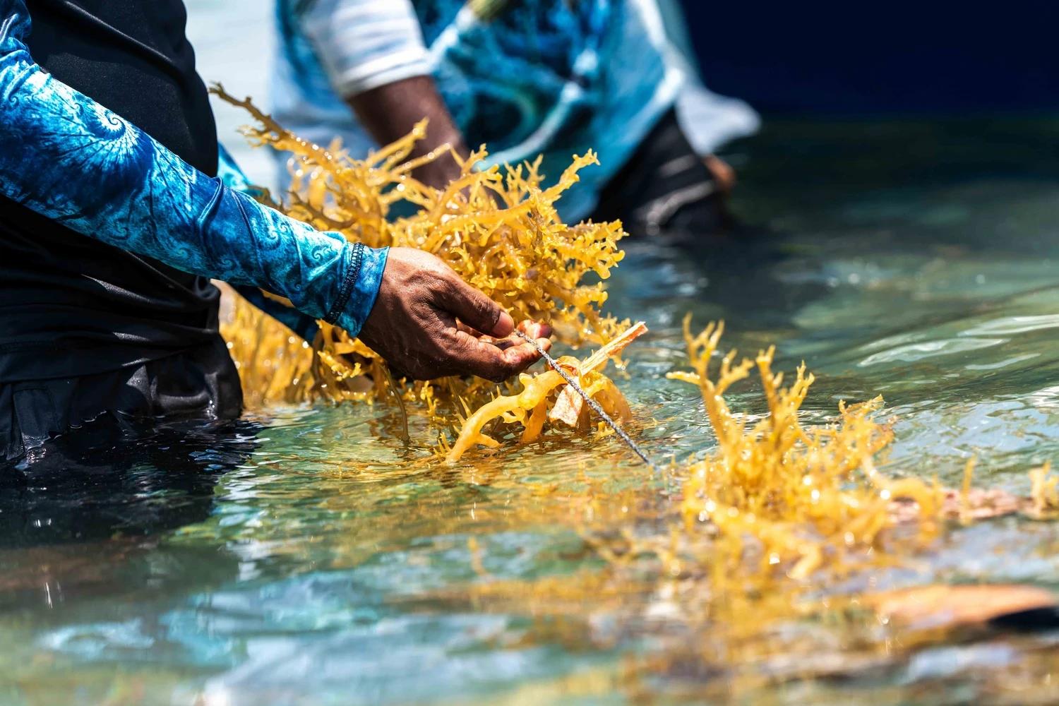 މެރިކަލްޗަރ ވިޔަފާރި ކުރުމަށް ބޭނުންވާ ފަރާތްތަކަށް މޫދުކޮށި ގަތުމަށް ފައިނޭންސް ފޯރުކޮށްދިނުމަށް ހުޅުވާލައިފި