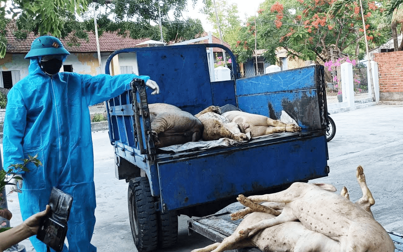 ވިއެޓްނާމްގައި ނުރައްކާތެރި ބައްޔެއް ފެތުރެނީ