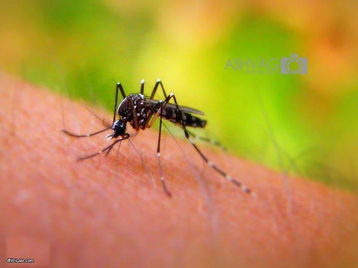 ޑެންގީ އިތުރުވާތީ ސަމާލުވުމަށް އަންގައިފި!